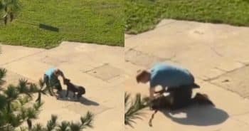 PetWireDaily — Animal Welfare Officials Seek Public’s Help After Disturbing Dog Video