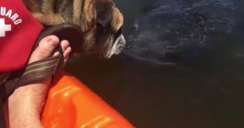PetWireDaily — English Bulldog Meets Wild Manatee and They Immediately Share Kisses