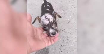 PetWireDaily — Tiny Puppy Found in Terrible Shape Blossoms Once He Finally Feels Safe