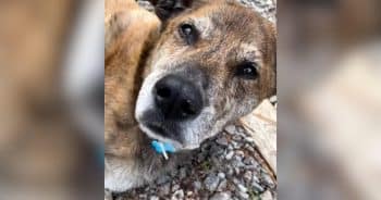 Freckle the shelter dog