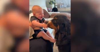 PetWireDaily — Family Dog Sends Baby Into Giggle Fits With Endless Kisses