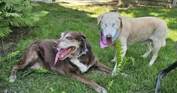 PetWireDaily — Blind Lab Depends on Her Sister. Now They Need a Home Together.