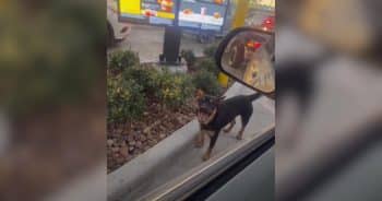 PetWireDaily — Clever Stray Dog Figures Out McDonald’s Drive-Thru and Finds More Than a Meal