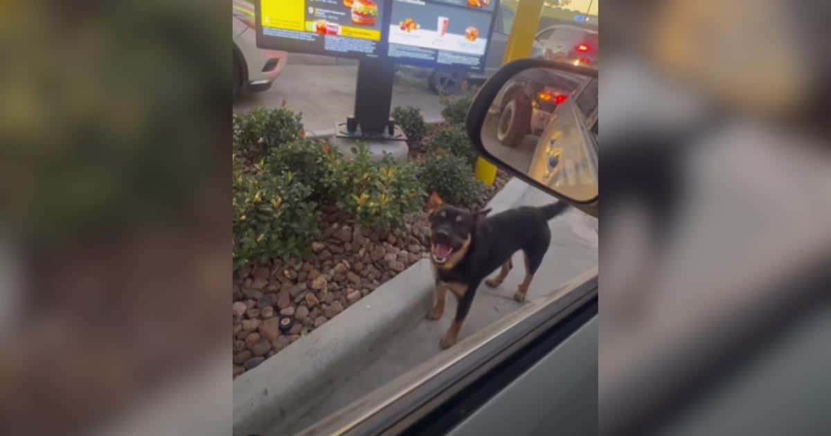 Clever Stray Dog Figures Out McDonald’s Drive-Thru and Finds More Than a Meal