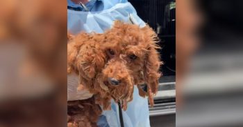 PetWireDaily — 27 Dogs Rescued From Overbreeding and Neglect Are Finally Learning Kindness