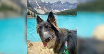 PetWireDaily — Rescue Dog With a Crooked Face Looks Different, but His Family Wouldn’t Change a Thing