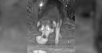 PetWireDaily — Stray Dog Outsmarts Every Trap for 71 Days, but His Rescuer Refuses to Give Up