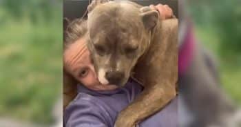PetWireDaily — Dog Found Tied to a Boulder Discovers What Being Loved Feels Like