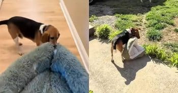 Dexter carrying a cat bed