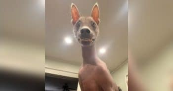 PetWireDaily — Unusual Rescue Dog Found in the Woods Looks Like a ‘Chupacabra’ but Is 100% Love
