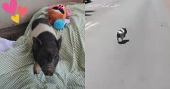 PetWireDaily — Runaway Pig Goes Viral in West Hollywood and Ends Up Living the Malibu Dream