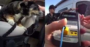 PetWireDaily — Dog Spends Nearly 4 Hours Trapped in Hot Van Until Deputy Breaks In