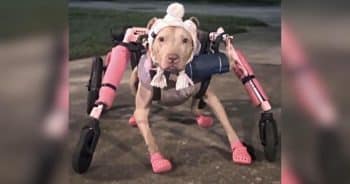 PetWireDaily — Someone Stole a Disabled Dog’s Wheelchair and Police Want Answers