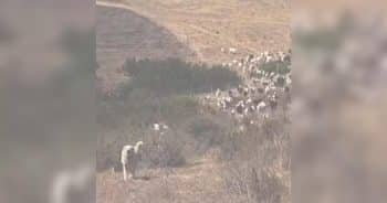 PetWireDaily — Hero Sheepdog Helps Clear the Way for Rescue Helicopter