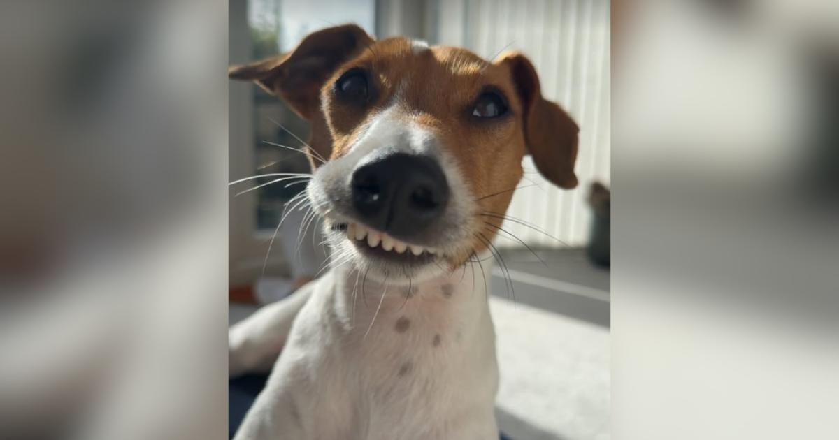 Puppy’s Unusual Smile Nearly Cost Him His Life Until a Vet Stepped In