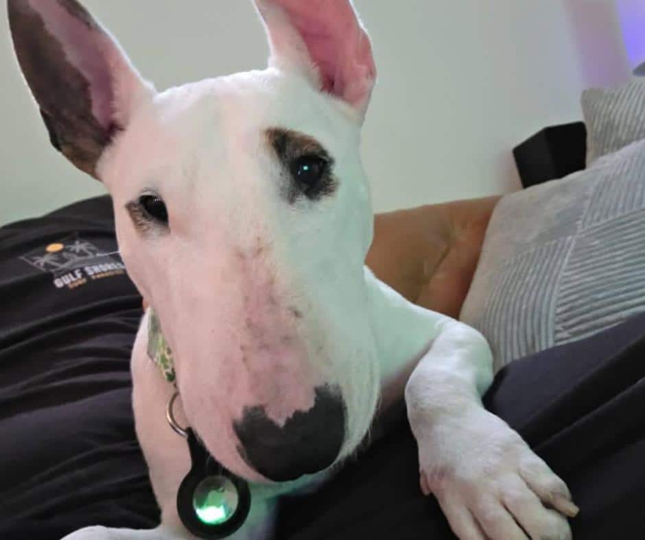 Nipsy the Bull Terrier
