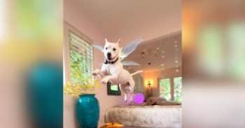 PetWireDaily — Dog Saved From Euthanasia Literally Jumps for Joy in His New Home