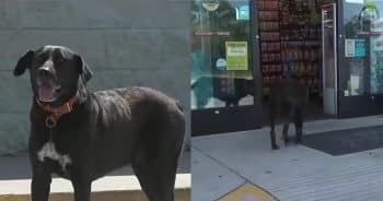 PetWireDaily — Dog Waits Until Store Is Quiet, Then Sneaks Inside to Steal His Favorite Snacks
