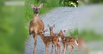 PetWireDaily — Three-Legged Deer Walks Out of the Woods With Two Fawns and Captures Hearts