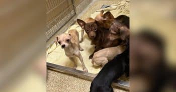 PetWireDaily — Storm Sends Tree Crashing Onto Trailer and Exposes 70 Dogs Living Inside