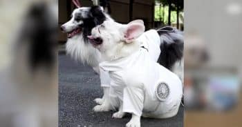 PetWireDaily — Tokyo’s Coolest Dogs Wear Fan-Powered Jackets to Beat Brutal Summer Heat