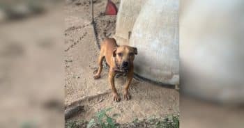 PetWireDaily — One 911 Call Saved 15 Emaciated Dogs From Suspected Dogfighting Ring