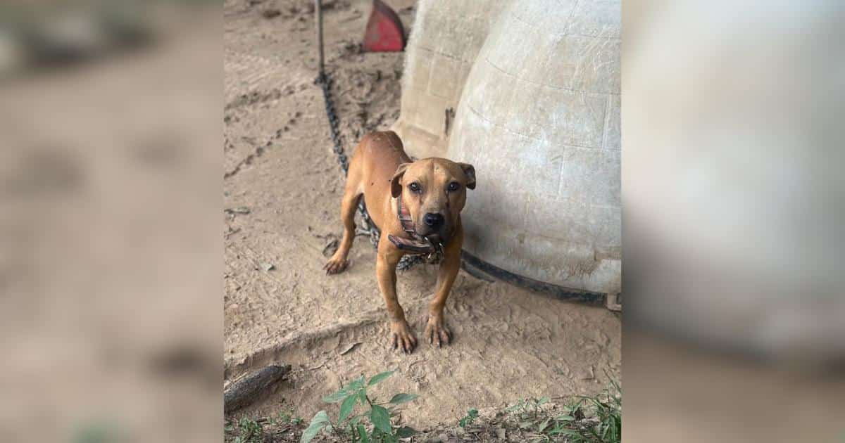 One 911 Call Saved 15 Emaciated Dogs From Suspected Dogfighting Ring