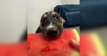 PetWireDaily — Turn the Sound On! These Rescue Dogs’ Watermelon ASMR Is Pure Happiness