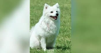 Haku the Pomeranian Police Dog