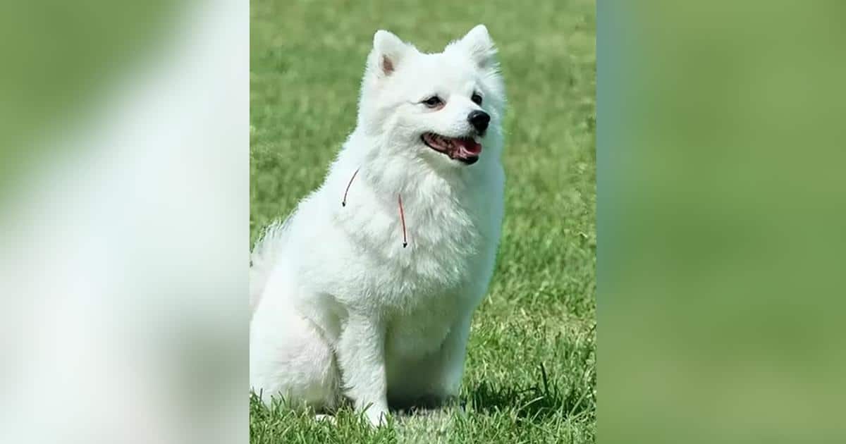 Tiny Pomeranian Defies Expectations to Become a Police Tracking Dog
