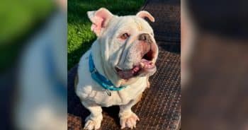 PetWireDaily — Rescue Bulldog Is 50% Dog, 50% House Goblin and Completely Irresistible