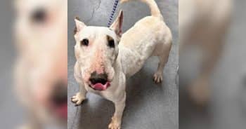 PetWireDaily — Nipsy Was Fighting for Her Life. Now She’s Living Her Best One