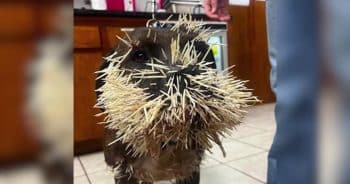 PetWireDaily — After a Devastating Porcupine Attack, Community Rallies to Save Family Dog
