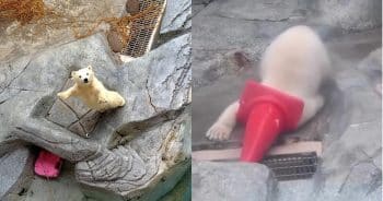 PetWireDaily — Baby Polar Bear Is Obsessed With Traffic Cones, Much to Mom’s Dismay