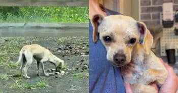 PetWireDaily — Tiny Dog Dodges Rescuers for 3 Days, But One Woman Refused to Give Up