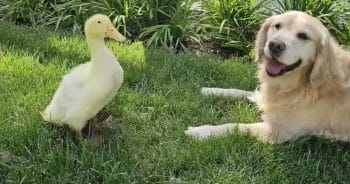 PetWireDaily — Golden Retriever ‘Started Smiling Again’ After Befriending the Family’s Duck
