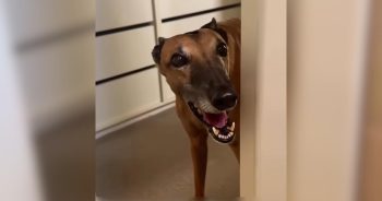 PetWireDaily — After 53 Races, Adopted Greyhound Is Finally Living Like a Queen