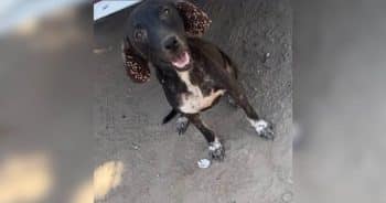 PetWireDaily — Dog Found With Hundreds of Ticks Finally Gets the ‘Yes’ She Needed