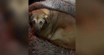PetWireDaily — Rescue Dog Gets So Droopy He Practically Melts Into the Couch