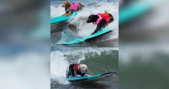 PetWireDaily — Dogs Ride the Waves at the World Dog Surfing Championships