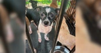 PetWireDaily — 244 Dogs Saved From Suspected Backyard Breeding Operation in Kentucky