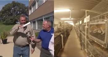PetWireDaily — Lead Veterinarian at Beagle Breeding Facility Permanently Loses License