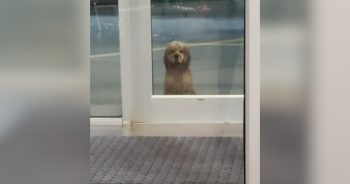 PetWireDaily — Helpless Dog Watched a Woman Through the Gym Doors, Now He’s Helping Others Heal
