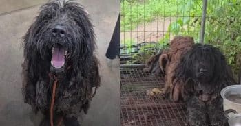 PetWireDaily — Five Years Trapped in a Chicken Coop Left This Dog Afraid to Step Outside