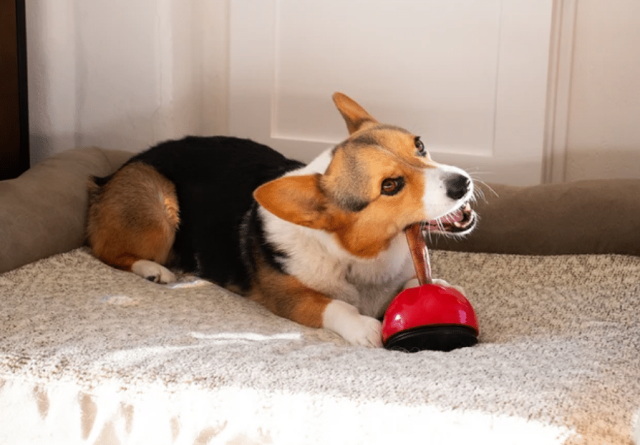 Corgi mix nosing a bully stick held upright in a red Grab-A-Bull chew holder on carpet