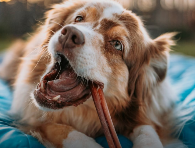 Close-up of an Australian shepherd chewing a long bully stick while lying on a blue blanket