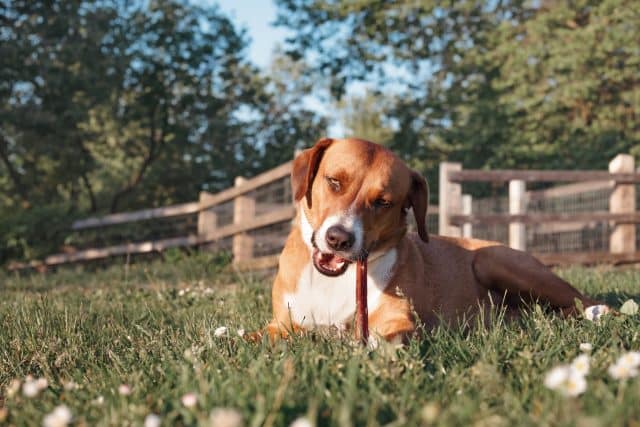 Brown and white hound lying in grass chewing a bully stick beside a wooden fence