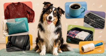 PetWireDaily — 13 Places Dog Hair Somehow Always Appears (And How to Help)
