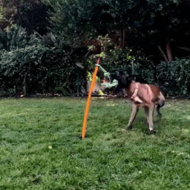 High-energy dog gripping the rope and circling an outdoor tug pole