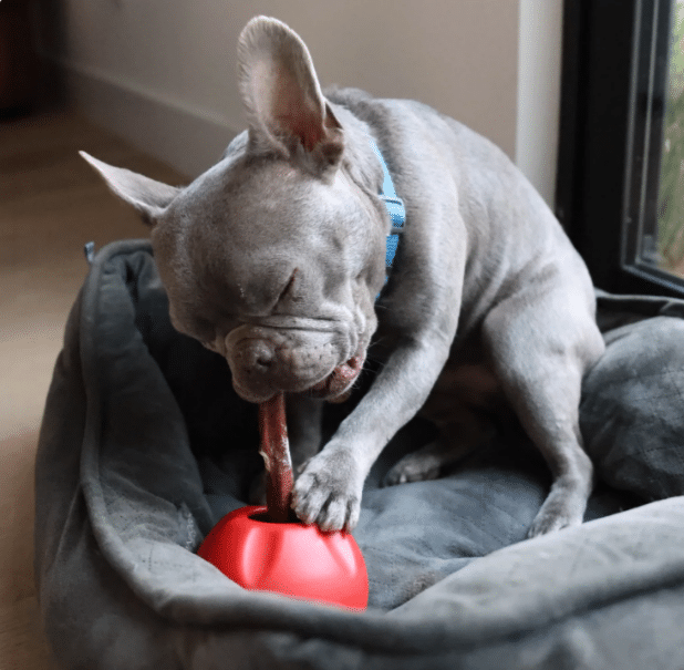 Grey French bulldog chewing a bully stick secured in a red Grab-A-Bull holder in a dog bed
